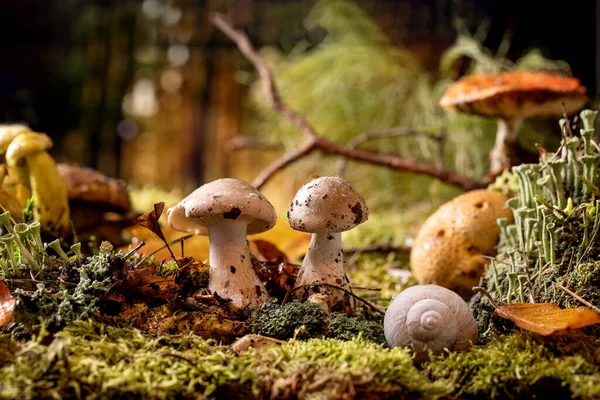 Märchenhaftes Ambiente Zauberhafter Herbstwald Hintergrund Herbstblätter Moos Waldpilze Fliegenpilze Schneckenhaus — Stockfoto