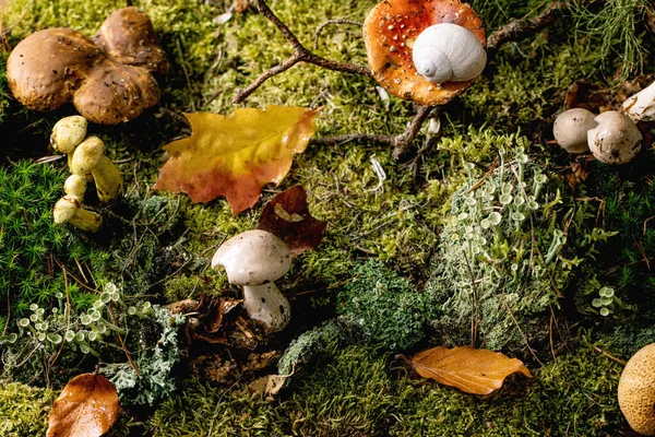 Märchenhaftes Ambiente Zauberhafter Herbstwald Hintergrund Herbstblätter Moos Verschiedene Wildpilze Schneckenhaus — Stockfoto