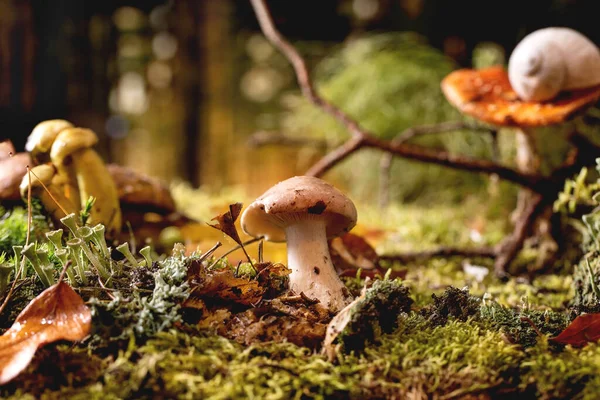 Eventyrstemning Magisk Høstskogbakgrunn Høstblad Mose Viltvoksende Sopp Snegleskall Agar Fluer – stockfoto