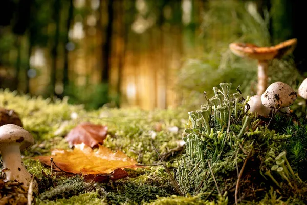 Sprookjesachtige Sfeer Magische Herfst Bos Achtergrond Herfst Bladeren Mos Verschillende — Stockfoto