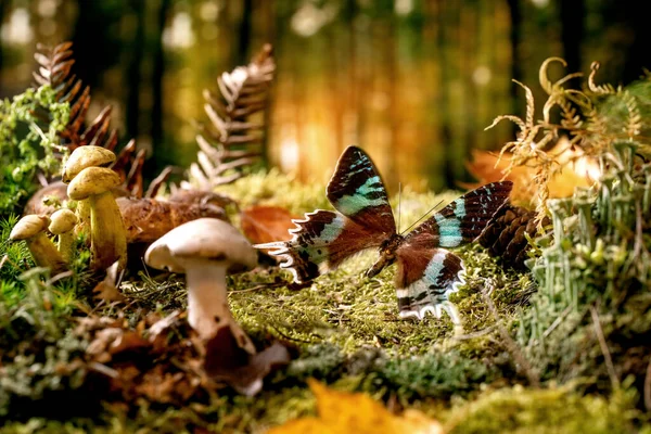 Sprookjesachtige Sfeer Magische Herfst Bos Achtergrond Grote Mooie Tropische Vlinder — Stockfoto