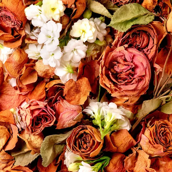 Close Bela Composição Botânica Com Rosas Secas Pétalas Flores Brancas — Fotografia de Stock