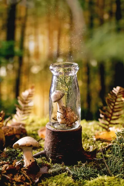 Sprookjesachtige Sfeer Magische Herfst Bos Achtergrond Paddenstoel Magische Glazen Fles — Stockfoto
