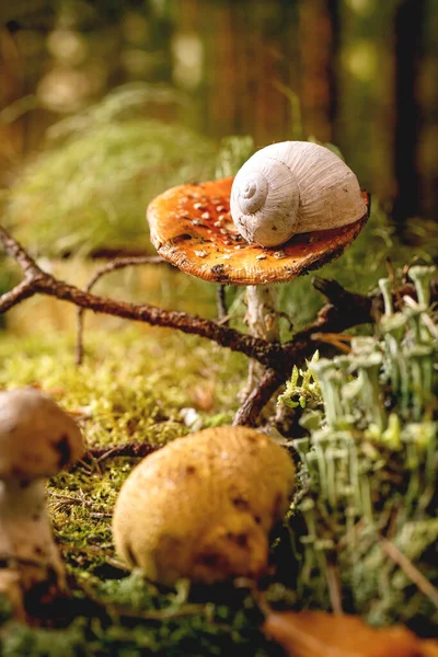 Ambiente Cuento Hadas Mágico Bosque Otoño Fondo Hojas Otoño Musgo — Foto de Stock