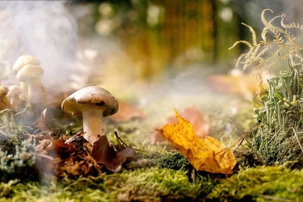 Sprookjesachtige Sfeer Magische Herfst Mistige Bos Achtergrond Herfst Bladeren Mos — Stockfoto