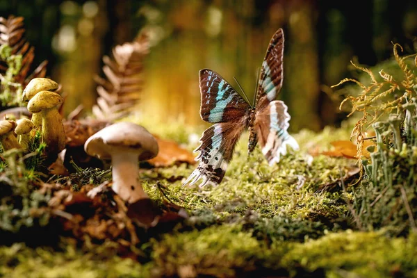 Märchenhaftes Ambiente Zauberhafter Herbstwald Hintergrund Großer Schöner Tropischer Riesenschmetterling Auf — Stockfoto