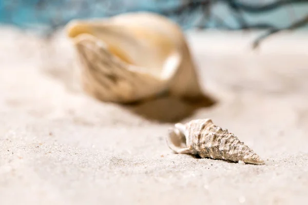 Dalgalar Deniz Kabuklarıyla Yaz Kumsalı Uzay Yaratım Planını Kopyala Tatil — Stok fotoğraf