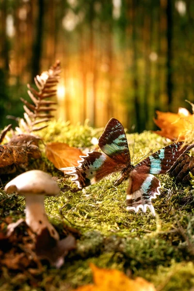 Märchenhaftes Ambiente Zauberhafter Herbstwald Hintergrund Großer Schöner Tropischer Riesenschmetterling Der — Stockfoto