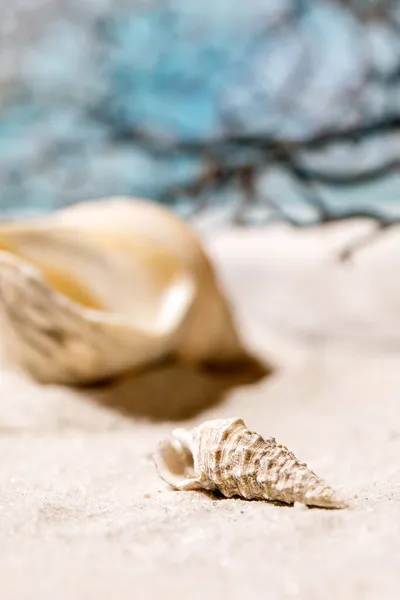 Dalgalar Deniz Kabuklarıyla Yaz Kumsalı Yaratıcı Düzen Tatil Kavramı — Stok fotoğraf
