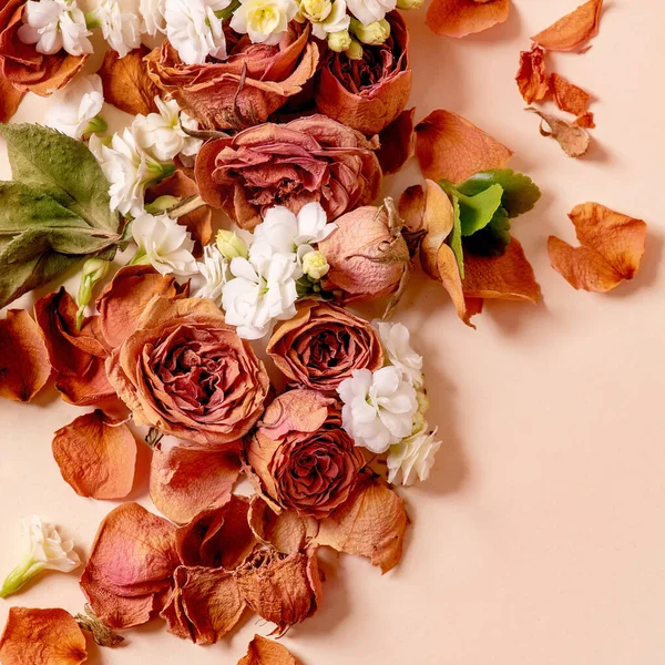 Beautiful Botanical Composition Creative Layout Dry Roses Petals White Flowers — Stock Photo, Image