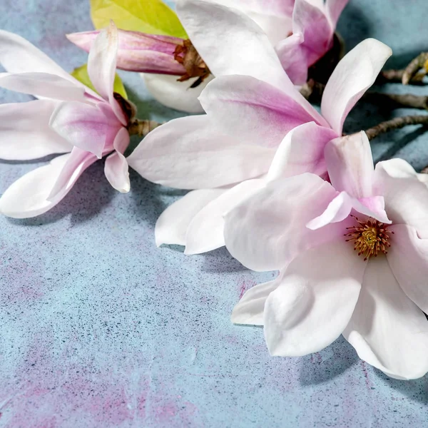 Beautiful Pink Magnolia Flowers Branches New Leaves Blue Texture Background — Stock fotografie