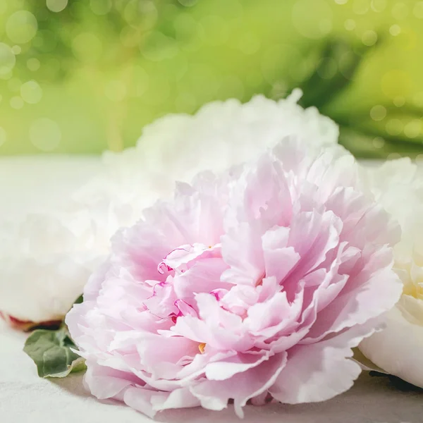 Pink White Peonies Flowers Leaves White Cotton Textile Background Close — Stock Photo, Image