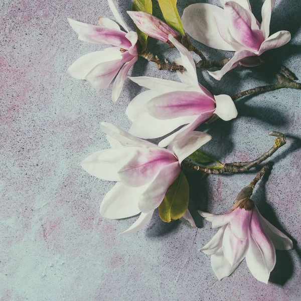 Gyönyörű Rózsaszín Magnólia Virágok Ágak Levelek Kék Textúra Háttér Lapos — Stock Fotó
