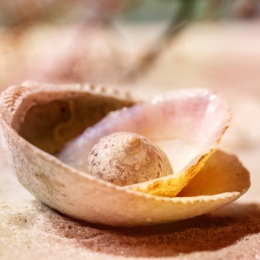 Yaz mevsiminde kumsalda deniz kabukları yığını. Uzay yaratım planını kopyala. Tatil konsepti. Renkli gökkuşağı lensi, yaklaş. Kare resim