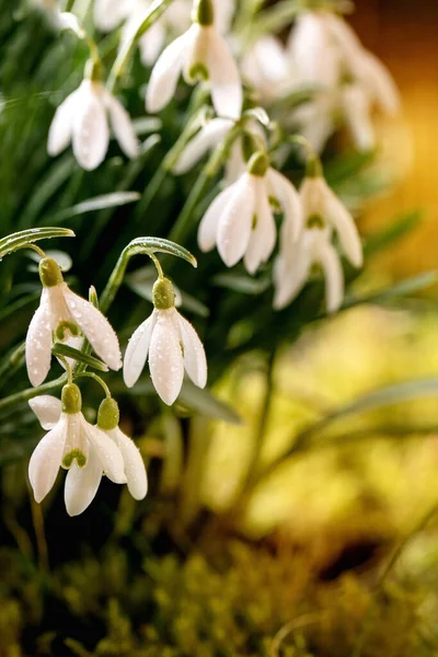Tavaszi Erdő Hóvirág Gyönyörű Első Virágzás Tavasz Fehér Virágok Moha — Stock Fotó