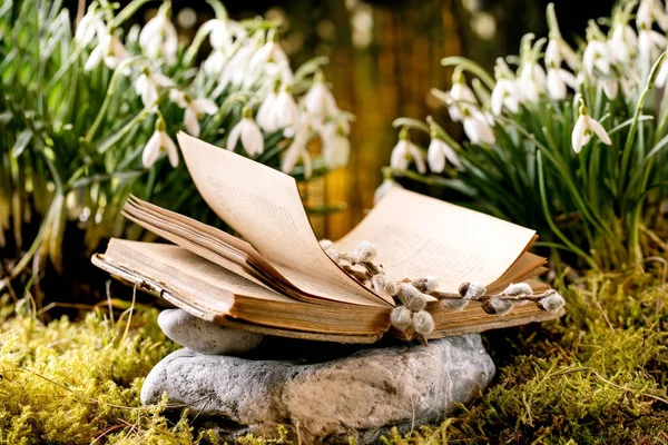 有柳枝猫的旧书 春天的森林飘雪 美丽的初开的春天 野林中的苔藓上绽放着白花 自然之美 — 图库照片