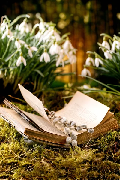 Old Opened Book Willow Branches Catkins Spring Forest Snowdrops Beautiful — Stock Photo, Image