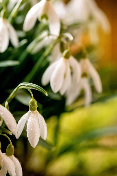 Forår Skov Vintergækker Smukke Første Blomstre Foråret Hvide Blomster Mos - Stock-foto