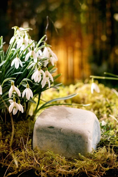 Frühling Wald Schneeglöckchen Schöne Erste Blüte Frühling Weiße Blumen Auf — Stockfoto