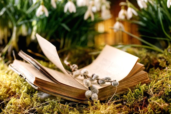 Altes Aufgeschlagenes Buch Mit Weidenzweigen Kätzchen Frühling Wald Schneeglöckchen Schöne — Stockfoto