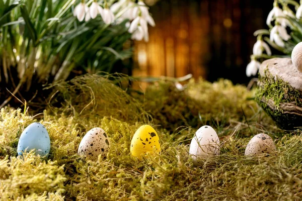 Easter Greeting Quail Color Eggs Row Moss Spring Forest Beautiful — Stock Photo, Image