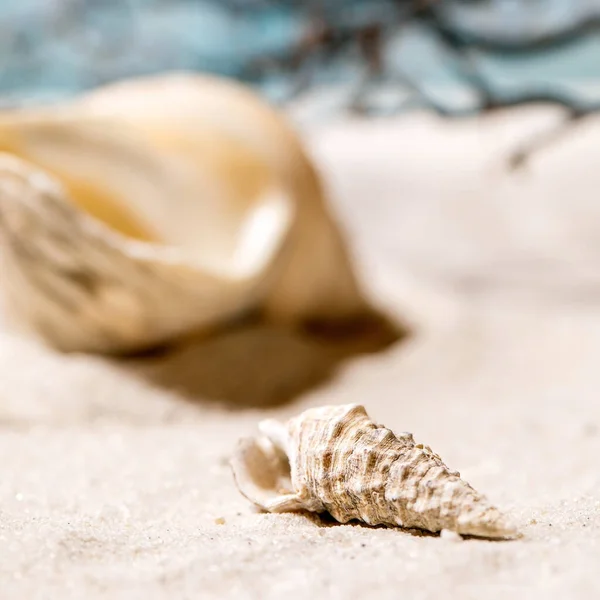 Dalgalar Deniz Kabuklarıyla Yaz Kumsalı Yaratıcı Düzen Tatil Konsepti Kare — Stok fotoğraf