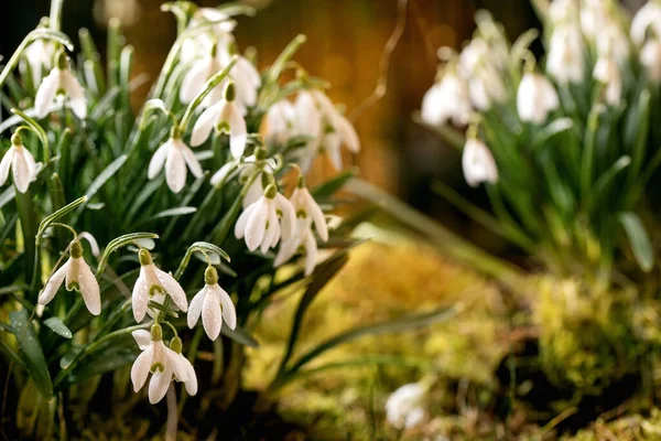 Spring Forest Snowdrops Beautiful First Blossom Spring White Flowers Moss — Stock Photo, Image