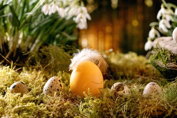 Easter Greeting Quail Chicken Color Eggs Row Moss Spring Forest — Stock Photo, Image