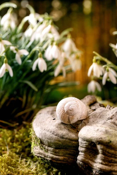 Spring Forest Snail Shell Wood Beautiful First Blossom Spring White — Stock Photo, Image