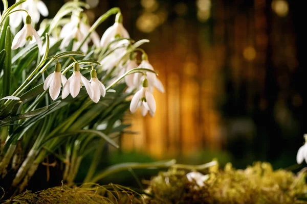 Close Spring Forest Snowdrops Beautiful First Blossom Spring White Flowers — Stock Photo, Image