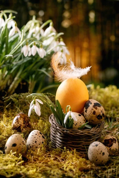 Easter Greeting Basket Quail Chicken Color Eggs Moss Spring Forest — Stock Photo, Image