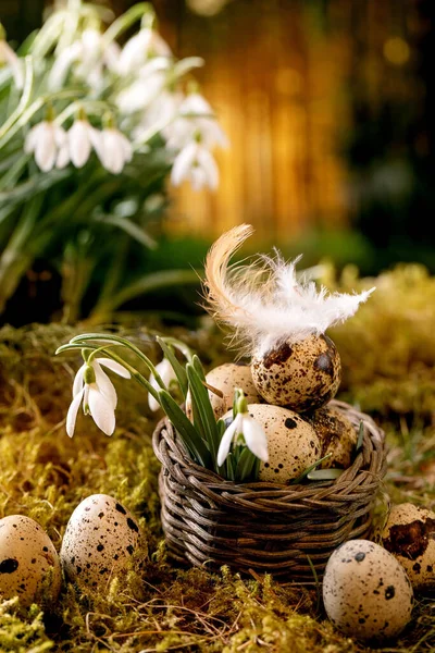 Easter Greeting Basket Quail Eggs Feather Moss Spring Forest Beautiful — Stock Photo, Image