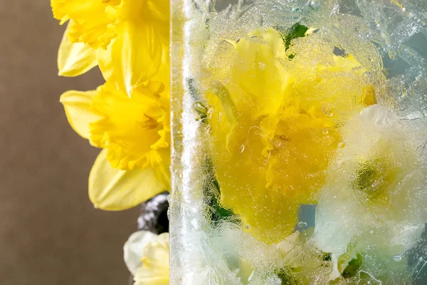 Lindas Flores Narcisos Amarelos Bloco Gelo Transparente Conceito Beleza Congelada — Fotografia de Stock