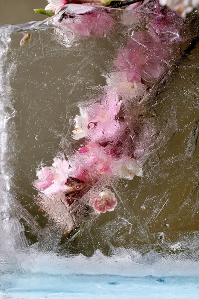 Beautiful Flowers Pink Blooming Sakura Cherry Branch Transparent Ice Block — Stock Photo, Image