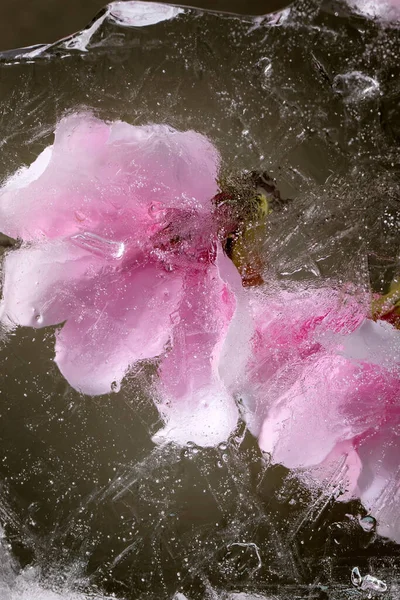 Beautiful Flowers Pink Blooming Magnolia Transparent Ice Block Frozen Beauty — Stock Photo, Image