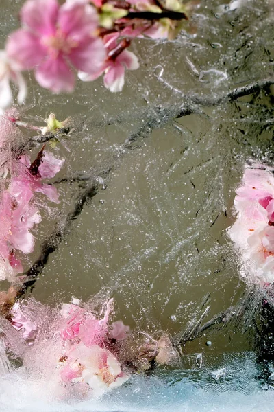 透明な氷のブロックにピンクの桜の枝が咲く美しい花 冷凍の美の概念 花のグリーティングカード 花のフレーム — ストック写真