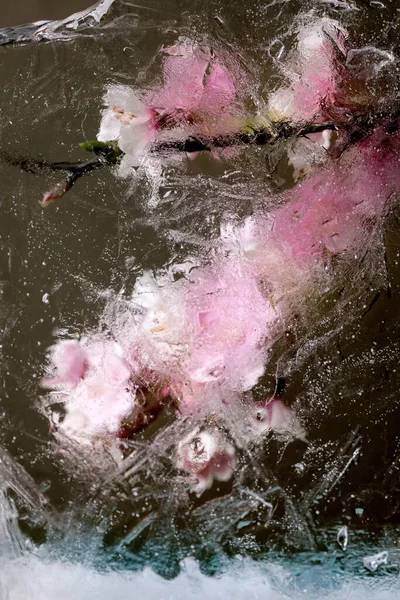 Lindas Flores Rosa Florescendo Sakura Cereja Ramo Bloco Gelo Transparente — Fotografia de Stock