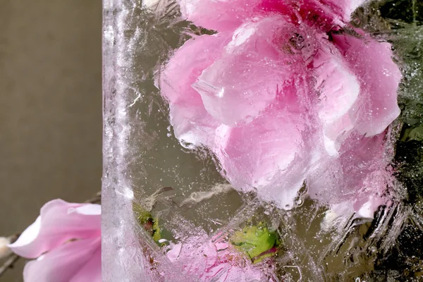 Belles Fleurs Magnolia Fleuri Rose Bloc Glace Transparent Concept Beauté — Photo