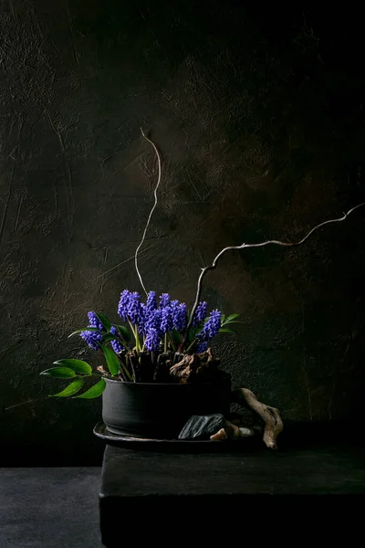 春天Ikebana 花朵构图 春花盛开 蓝色麝香花 石子镶嵌在黑色陶瓷碗中 矗立在黑色木桌上 日本风格的家居装饰 复制空间 — 图库照片