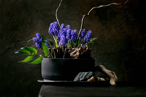 Spring Ikebana Floral Composition Spring Blooming Blue Muscari Flowers Stones — Stock Photo, Image