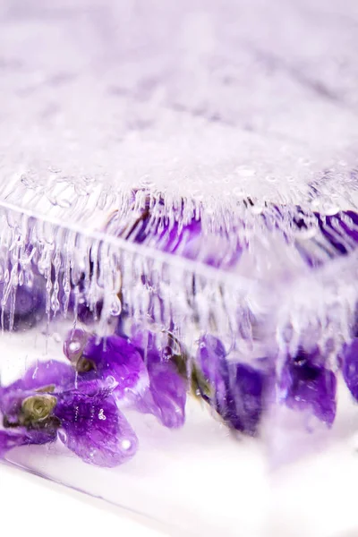 Gelo Flor Coquetéis Bebidas Frias Flores Violetas Bloco Transparente Gelo — Fotografia de Stock