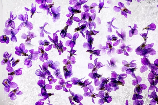 Blumeneis Für Cocktails Und Kalte Getränke Veilchen Blühen Transparentem Eisblock — Stockfoto