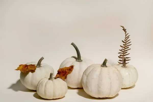 Group White Whole Uncooked Decorative Pumpkins Autumn Dry Leaves Beige 로열티 프리 스톡 이미지