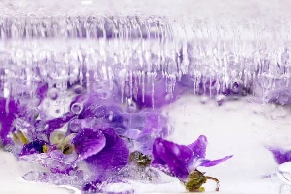 Квітковий Лід Коктейлів Холодних Напоїв Фіолетова Квітка Прозорому Блоці Льоду Стокове Фото