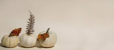 Beyaz, pişmemiş, bej arka planda sonbahar kuru yaprakları olan dekoratif balkabakları. Sonbahar minimalist kompozisyonu. Sancak boyutu, kopyalama alanı