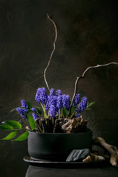 Spring Ikebana Floral Composition Spring Blooming Blue Muscari Flowers Stones — Stock Photo, Image