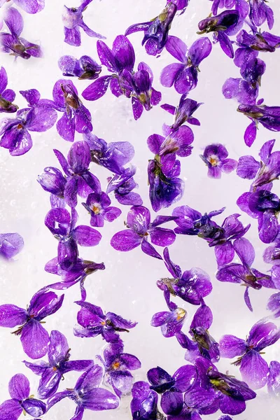 Blumeneis Für Cocktails Und Kalte Getränke Veilchen Blühen Transparentem Eisblock — Stockfoto
