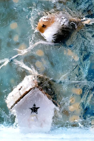 Ano Novo Natal Cartão Saudação Com Belo Pequeno Pássaro Marrom — Fotografia de Stock