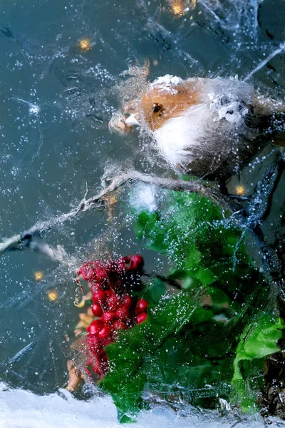 Weihnachtsgrußkarte Mit Schönen Kleinen Braunen Vogel Auf Zweig Mit Roten — Stockfoto