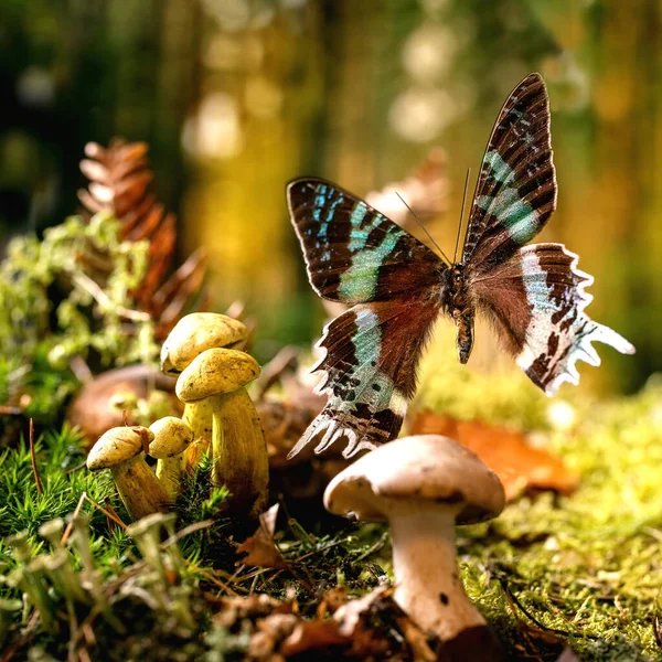 Fairy Tale Ambiance Magical Autumn Forest Background Flying Beautiful Giant — Stock Fotó